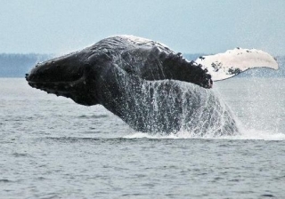 Osservazione delle balene 